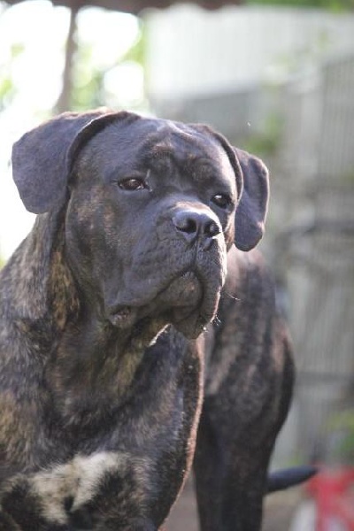 Publication : Dei Molossi D'eburon Auteur : Katja Chtuka