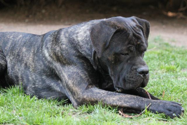 Publication : Dei Molossi D'eburon Auteur : Katja Chtuka