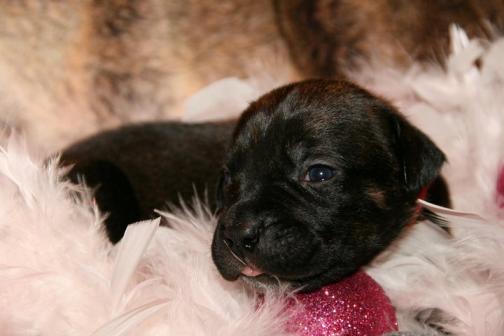 Publication : Dei Molossi D'eburon Auteur : Chtuka