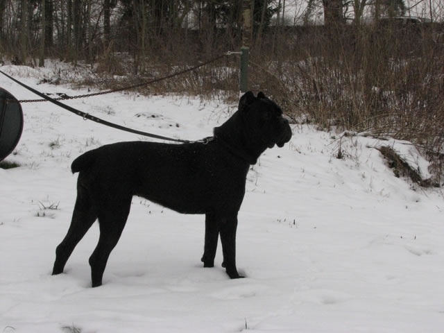 Publication : Dei Molossi D'eburon Auteur : Katja Chtuka