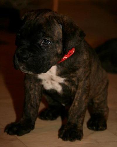 Publication : Dei Molossi D'eburon Auteur : Chtuka