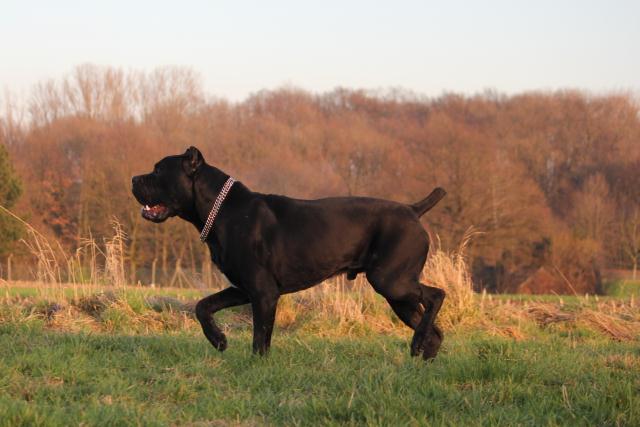 Publication : Dei Molossi D'eburon Auteur : Chtuka