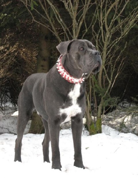 Publication : Dei Molossi D'eburon Auteur : Katja Chtuka