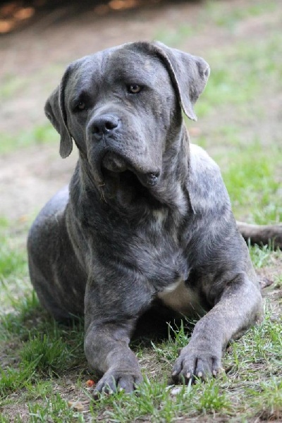 Publication : Dei Molossi D'eburon Auteur : Katja Chtuka