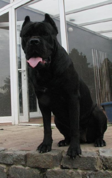 Publication : Dei Molossi D'eburon Auteur : Katja Chtuka