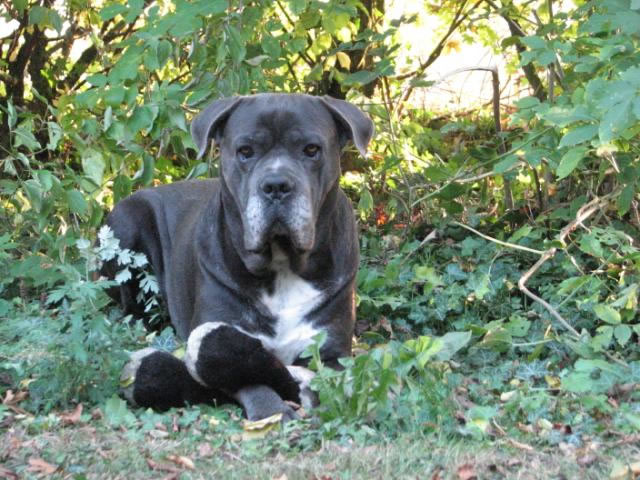 Publication : Dei Molossi D'eburon Auteur : Katja Chtuka