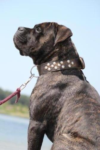 Publication : Dei Molossi D'eburon Auteur : Katja Chtuka