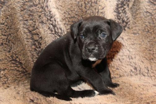 Publication : Dei Molossi D'eburon