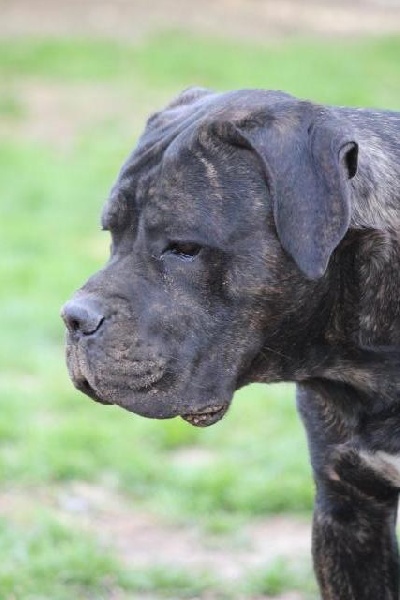 Publication : Dei Molossi D'eburon Auteur : Katja Chtuka