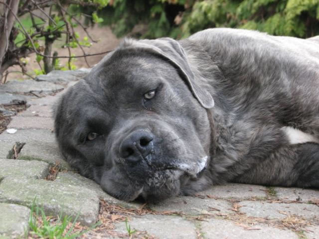 Publication : Dei Molossi D'eburon Auteur : Katja Chtuka