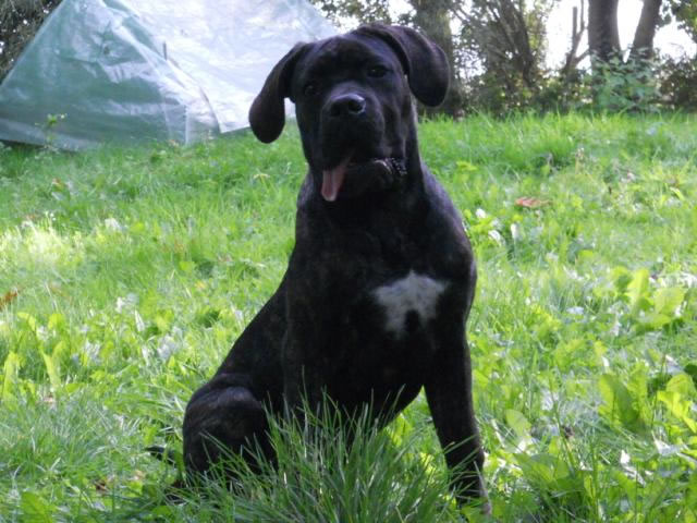 Publication : Dei Molossi D'eburon Auteur : Katja Chtuka