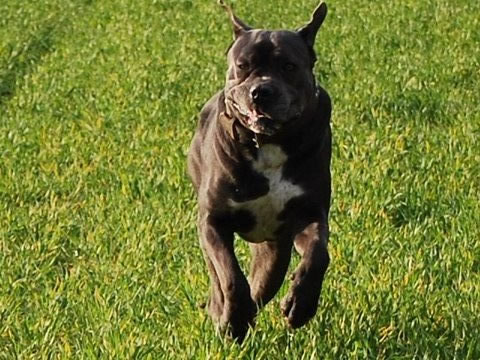 Publication : Dei Molossi D'eburon Auteur : Katja Chtuka