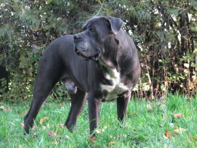 Publication : Dei Molossi D'eburon Auteur : Katja Chtuka