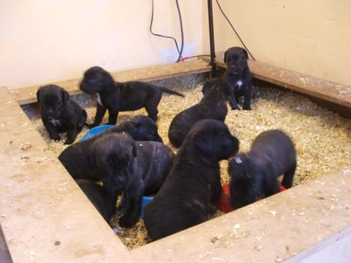 Publication : Dei Molossi D'eburon Auteur : Katja Chtuka