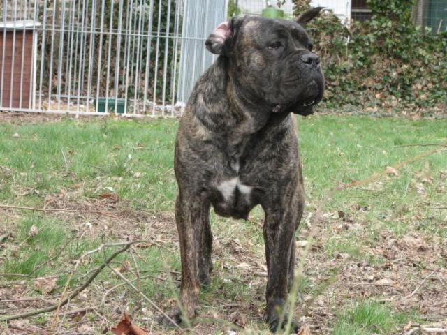 Publication : Dei Molossi D'eburon Auteur : Katja Chtuka