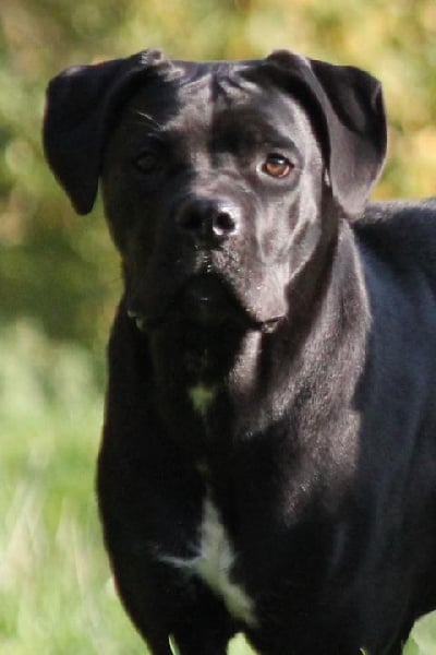 Publication : Dei Molossi D'eburon