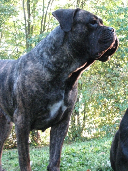 Publication : Dei Molossi D'eburon Auteur : Katja Chtuka