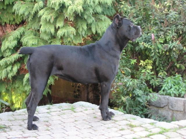 Publication : Dei Molossi D'eburon Auteur : Katja Chtuka