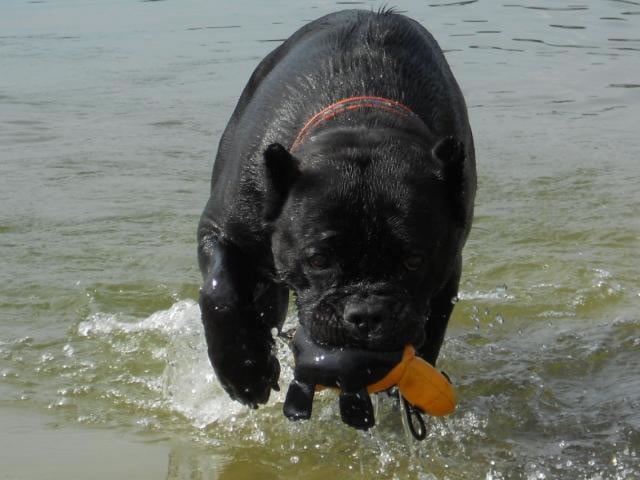 Publication : Dei Molossi D'eburon Auteur : Katja Chtuka