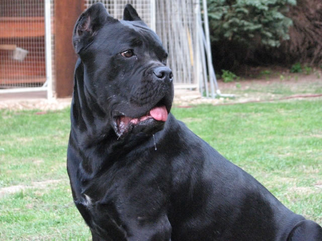 Publication : Dei Molossi D'eburon Auteur : Katja Chtuka