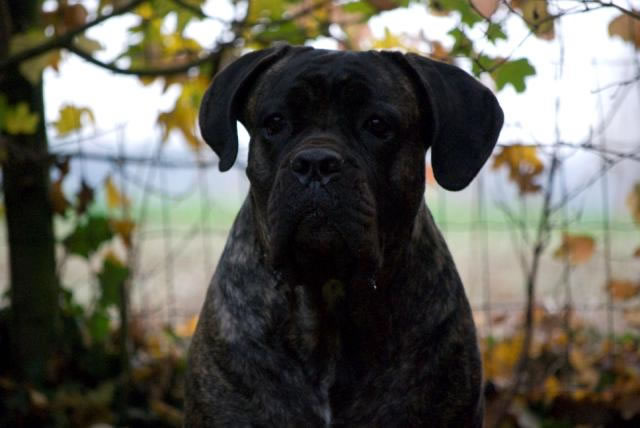 Publication : Dei Molossi D'eburon Auteur : Katja Chtuka