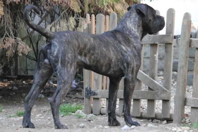 Publication : Dei Molossi D'eburon Auteur : Katja Chtuka