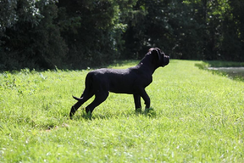 Publication : Dei Molossi D'eburon