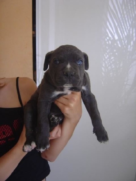 Publication : Dei Molossi D'eburon Auteur : Katja Chtuka