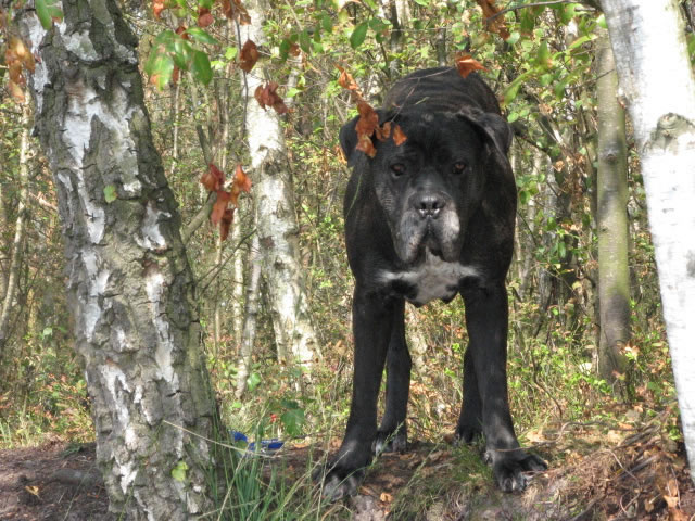 Publication : Dei Molossi D'eburon Auteur : Katja Chtuka