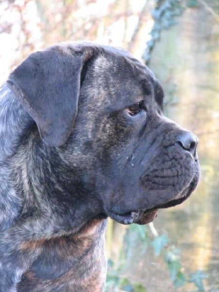 Publication : Dei Molossi D'eburon Auteur : Katja Chtuka