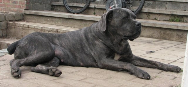 Publication : Dei Molossi D'eburon Auteur : Katja Chtuka