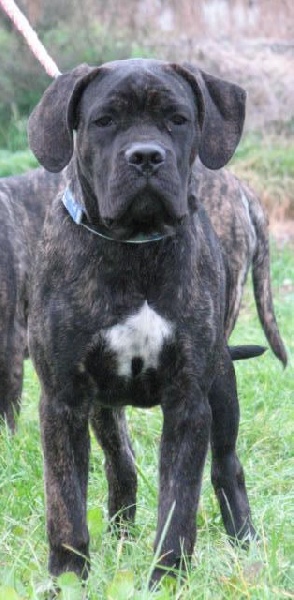 Publication : Dei Molossi D'eburon Auteur : Katja Chtuka