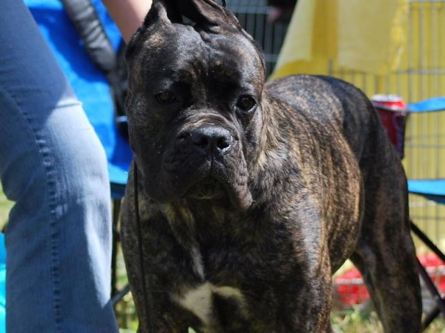 Publication : Dei Molossi D'eburon Auteur : Katja Chtuka