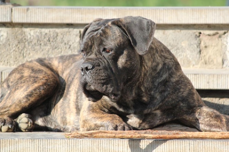 Publication : Dei Molossi D'eburon Auteur : Katja Chtuka