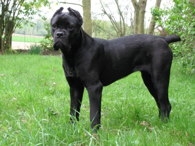 Publication : Dei Molossi D'eburon Auteur : Katja Chtuka