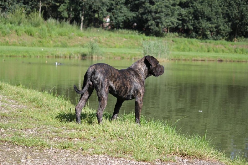 Publication : Dei Molossi D'eburon Auteur : Katja Chtuka