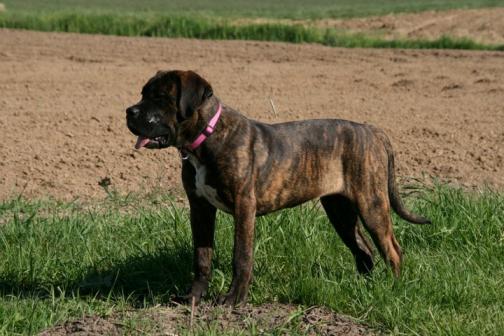 Publication : Dei Molossi D'eburon Auteur : Chtuka