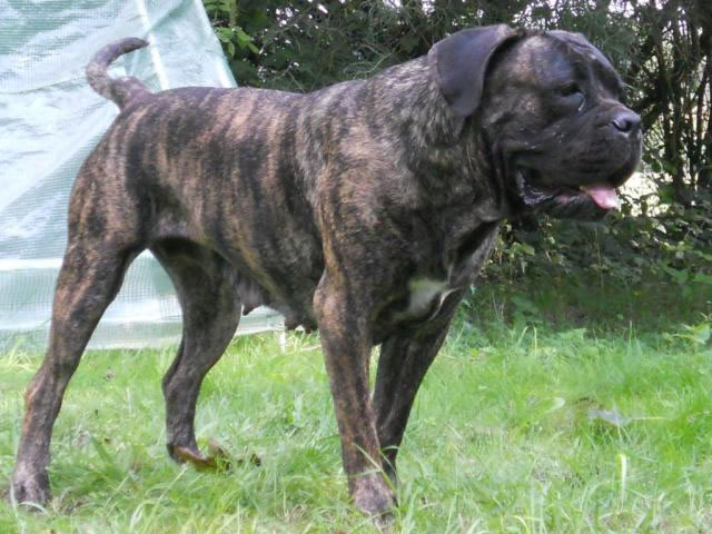 Publication : Dei Molossi D'eburon Auteur : Katja Chtuka