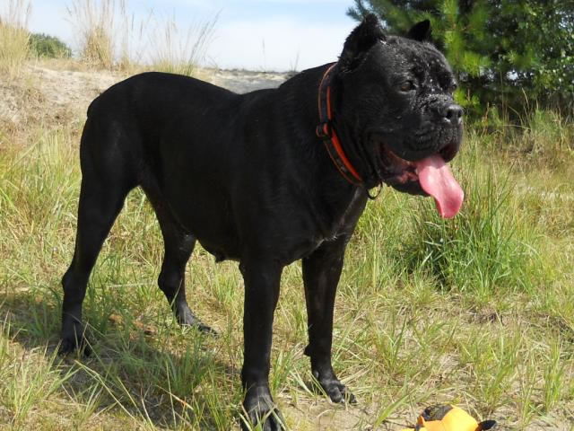 Publication : Dei Molossi D'eburon Auteur : Katja Chtuka