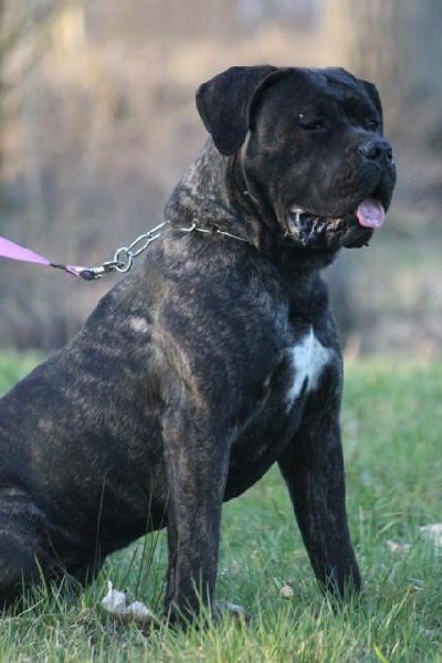 Publication : Dei Molossi D'eburon Auteur : Katja Chtuka