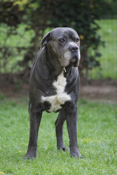 Publication : Dei Molossi D'eburon Auteur : Katja Chtuka