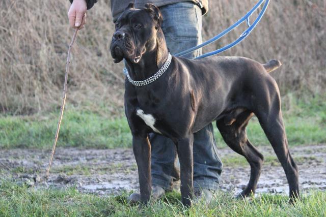 Publication : Dei Molossi D'eburon Auteur : Chtuka