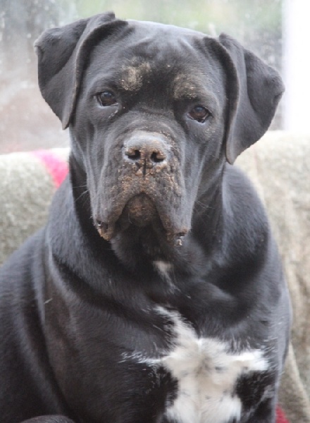 Publication : Dei Molossi D'eburon