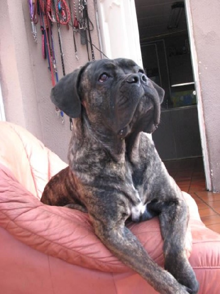 Publication : Dei Molossi D'eburon Auteur : Katja Chtuka