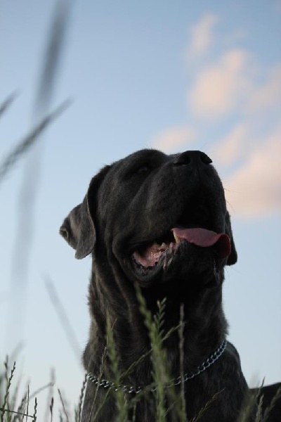 Publication : Dei Molossi D'eburon Auteur : Katja Chtuka