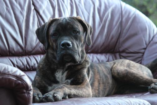 Publication : Dei Molossi D'eburon Auteur : Chtuka