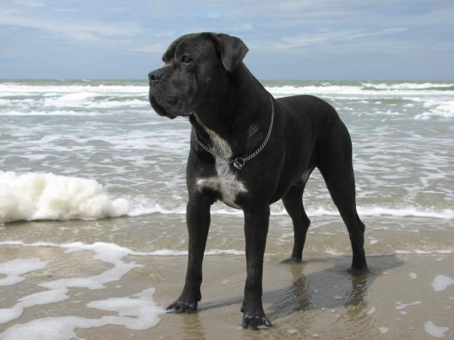 Publication : Dei Molossi D'eburon Auteur : Katja Chtuka