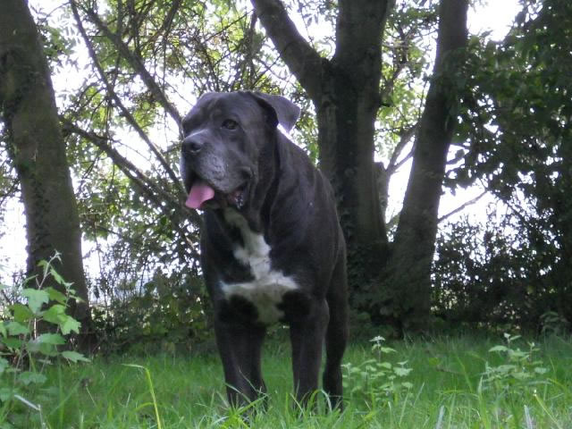 Publication : Dei Molossi D'eburon Auteur : Katja Chtuka