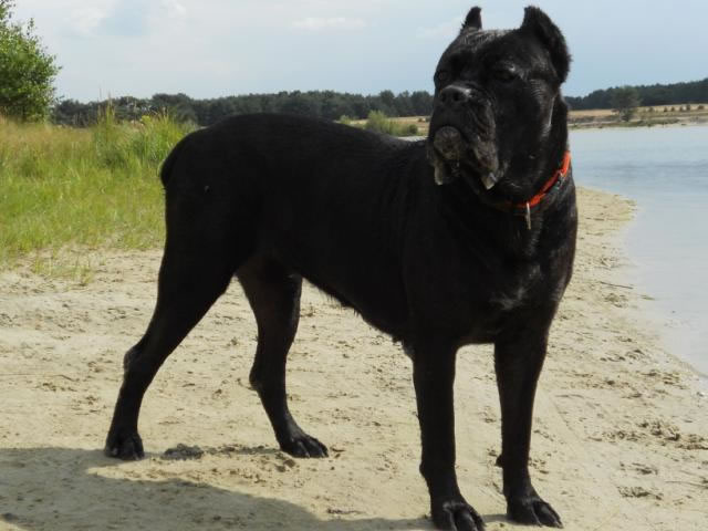 Publication : Dei Molossi D'eburon Auteur : Katja Chtuka