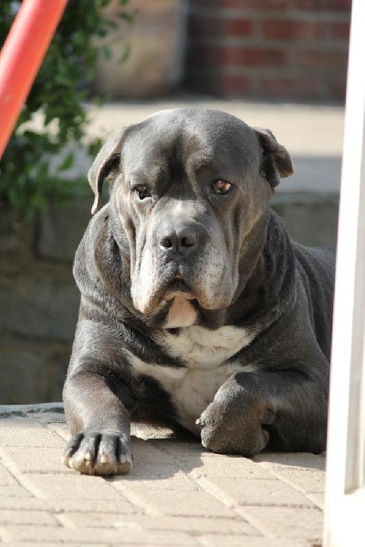 Publication : Dei Molossi D'eburon Auteur : Katja Chtuka